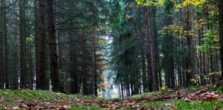 Erreurs Fréquentes Dans Les Demandes De Carte De Séjour : Comment Les Éviter ?