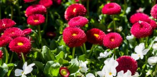 Qu’est-Ce Que Le Regroupement Familial ? Découvrez Ses Avantages !