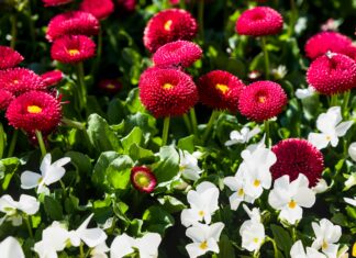 Qu’est-Ce Que Le Regroupement Familial ? Découvrez Ses Avantages !