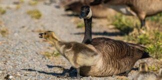 Arrêt Maladie Et Protection De L’Emploi : Comment Protéger Vos Droits ?